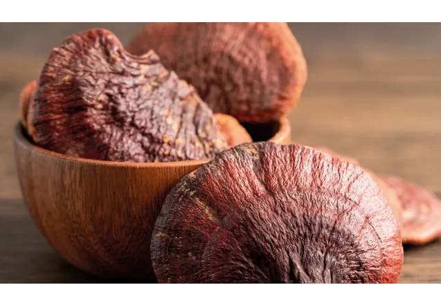 Hongo Ganoderma lucidum